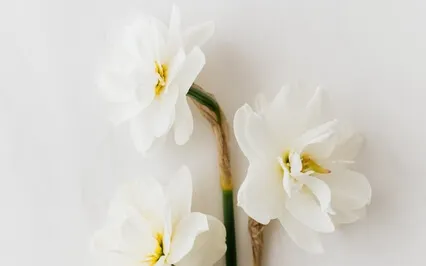 Ivan Teixeira - Ferry Chant