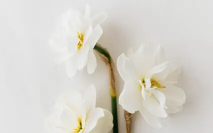 Ivan Teixeira - Karak