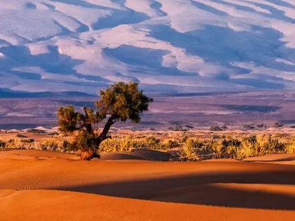 Cultivating Resilience - 15-Minute iRest With Jaene