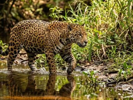 Jaguar Sounds: Jungle Drums For Courage & Confidence