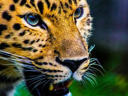 Jaguar Spirit Shamanic Journey