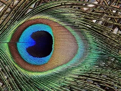 Actívate Love Vibration Chanting: Jai Radha Ramana 