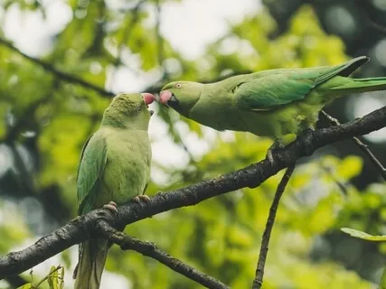Jak przyciągnąć wymarzonego partnera/wymarzoną partnerkę do swojego życia-prawo przyciągania