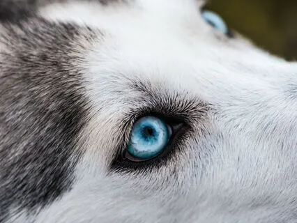 January Wolf Full Moon (No Music)