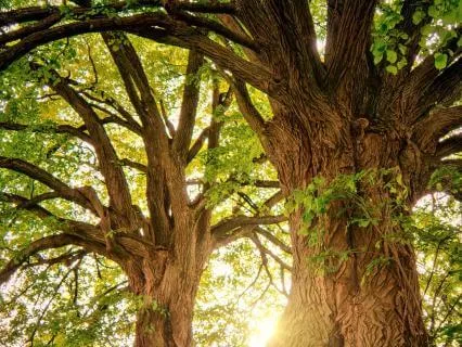 Japa Meditation For Interconnectedness