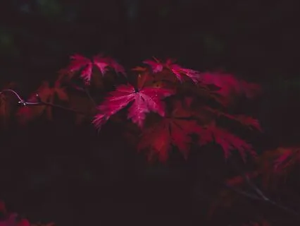 Japanese Maple (Longer Version)