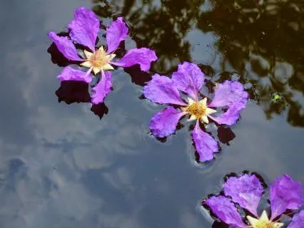 Jarul - Feel The Queen's Flowers Relaxing Energy