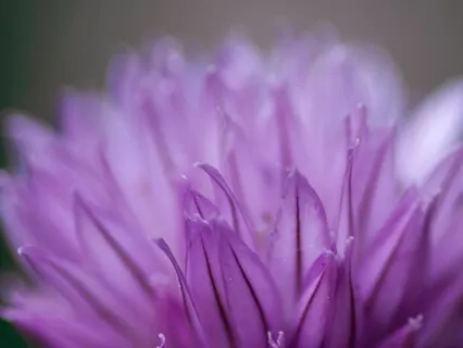 Jaya Radha Madhava Bhajan With Maha Mantra Kirtan