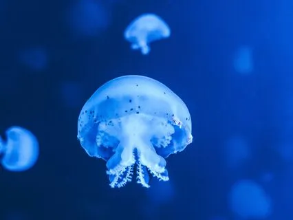 Jellyfish Energy - Release And Flow