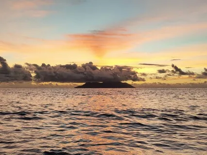 Jellyfish (Remastered) Sleep Facts