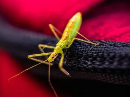 Jiji The Cricket (Bedtime Story)