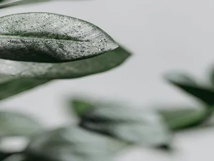 Job Search Affirmations