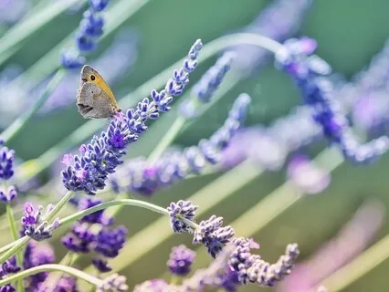 Johanna OneHeart & Mikey Pauker - Help Us Love