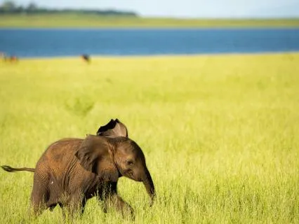 Jojo, The Little Elephant That Wouldn't Sleep No More