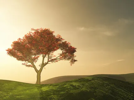 20-Minute Guided Meditation (Jonathan)