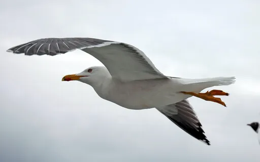 Jonathan Livingston Seagull By Richard Bach - (Part Two)