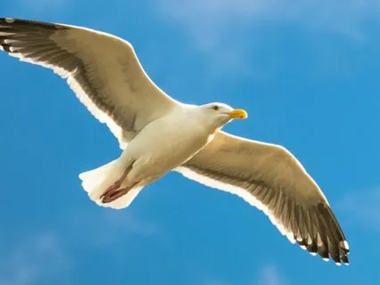 Jonathan Livingston Seagull - Part Three