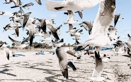 Jonathon Livingston Seagull - A Story By Richard Bach