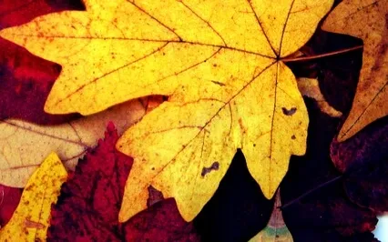 Joshin Kokyu-Ho Meditation