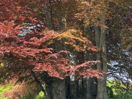 Journal Prompt: Abundance