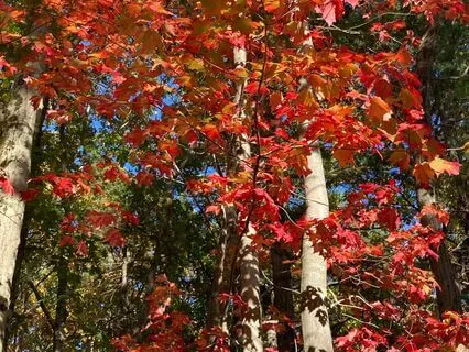 Journal Prompt: Autumn