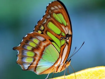 Journal Prompt: Butterfly Reflection For Purpose & Direction