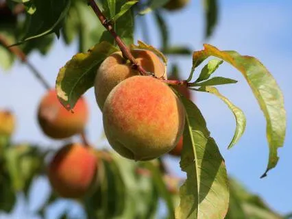 Journal Prompt: Money — Ripening Your Relationship