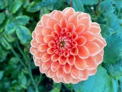 Journal Prompt: Rain