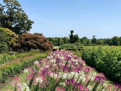 Journal Prompt: Returning To The Garden