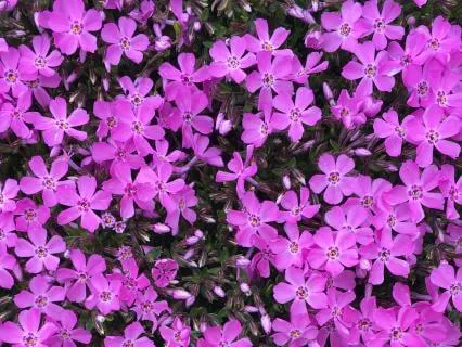 Journal Prompt: Spring Season