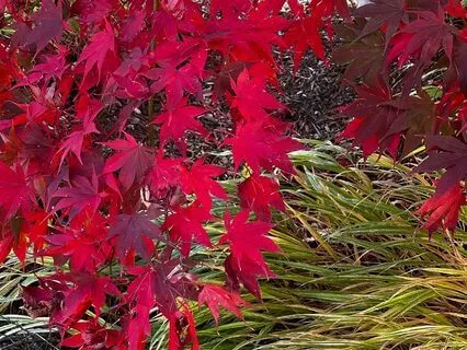 Journal Prompt:  The Sacred Feminine & The Earth