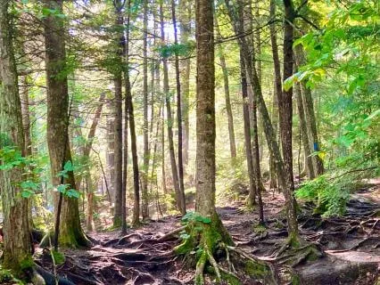 Journal Prompt: Wealth - Exploring Forest Wisdom