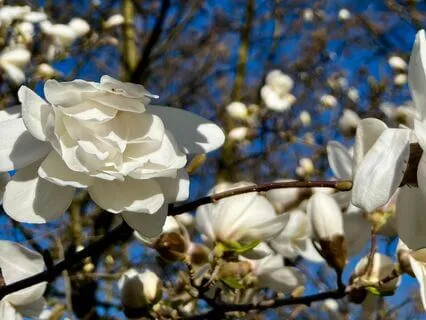 Journaling Into Spring. Visualization And Journaling Moment.