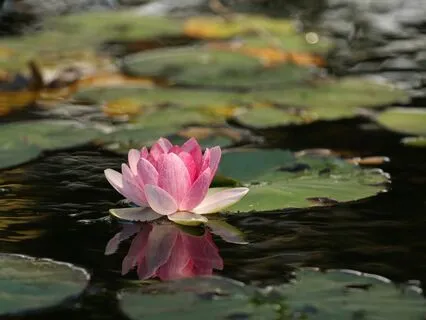 Journey Beyond: Rumi's "Only Breath" W/ Delta Binaural Beats