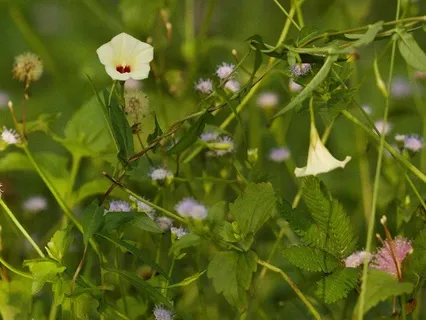 Journey Into A Forest To Release Self-Imposing Constraints