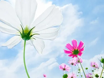 Journey Into A Garden Of Calm