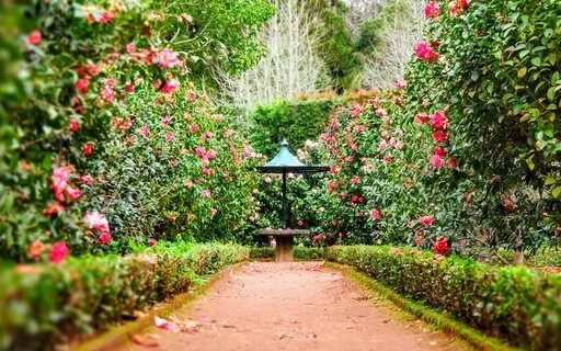 Journey Into A Magical Garden | Relax & Unwind 