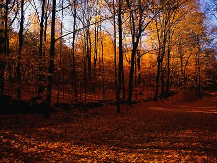 Journey Into Light - A Guided Meditation