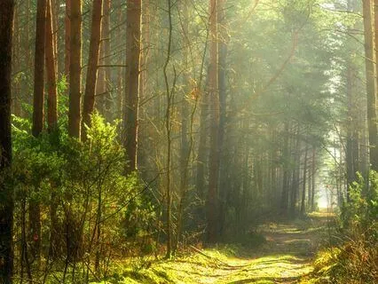 Journey Into The Heart | A Loving-Kindness Meditation