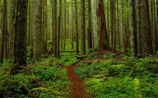 Journey Into The Rainforest - A Guided Bedtime Visualization