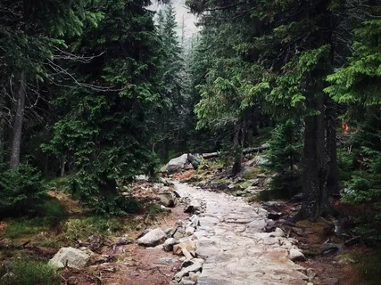 Journey Into The Wild - Discovering The Tools You Have To Create Your Own Life