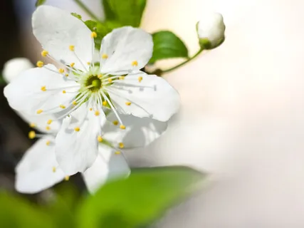 Journey Of Healing Practice