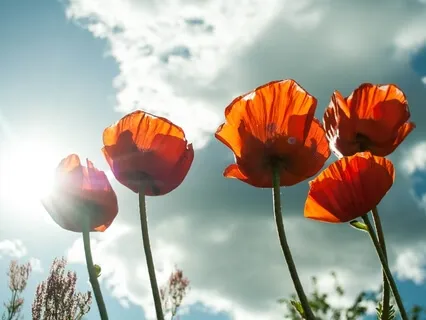 Journey Of Light and Garden Of My Heart