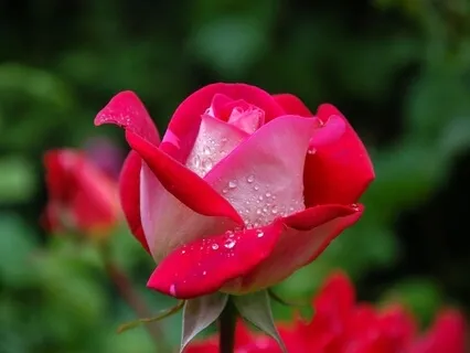 Journey Of The Senses: Radiance Sutras Verse 9