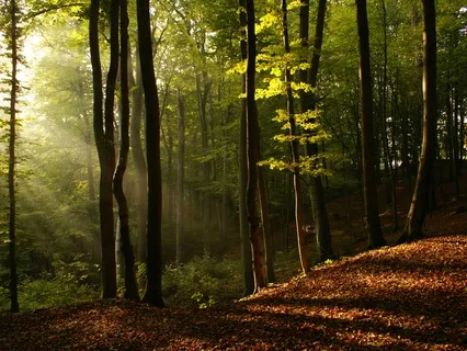 Journey Through A Zen Garden - 59 Min Daily Insight