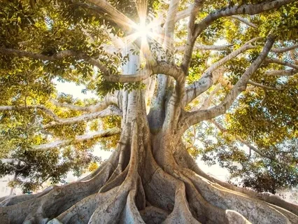 Journey Through The Elements 