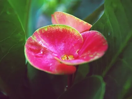 Journey Through The Heart Sutra - A Story