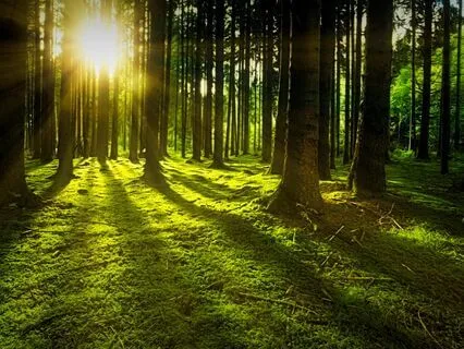 Journey Through The Whispering Woods