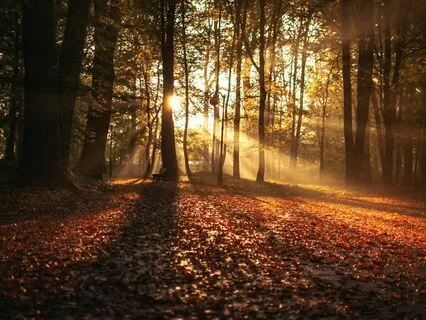 Journey Through The Woods Of Calm: A Daily Grounding Ritual