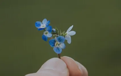 Journey Thru The Four Seasons